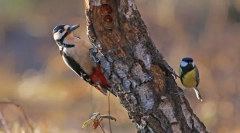 Úloha dyatlovu v živote lesa